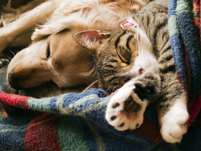 katze und hund