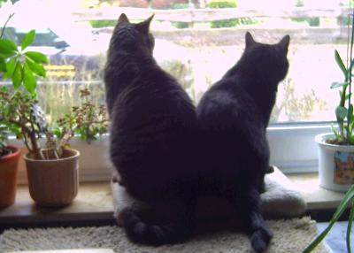 katzen am fenster