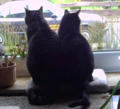 katzen am fenster