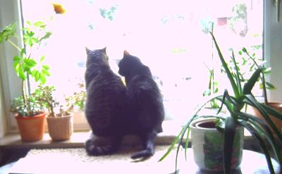 katzen am fenster