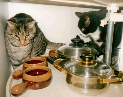 katzen im schrank mit toepfen