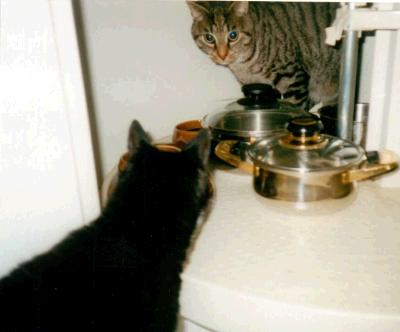 katzen im schrank mit toepfen