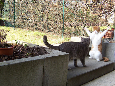 katzen streiten sich