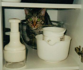 babykatze im kuechenschrank