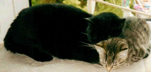 erwachsene katze und katzenbagy auf fensterbank