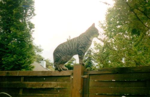 getigerte katze auf lattenzaun