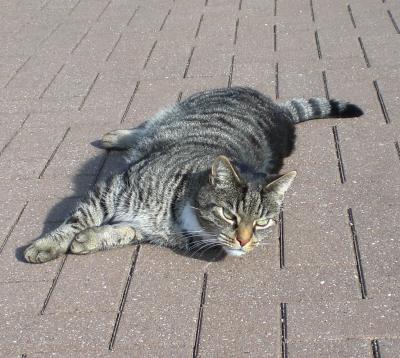 getigerte katze auf auffahrt