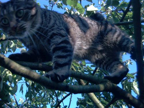 getigerte katze im baum