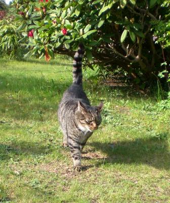 getigerte katze im garten