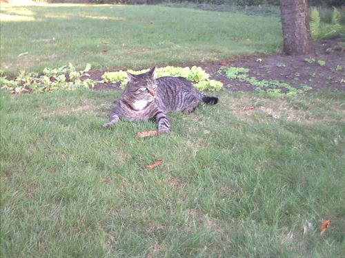 getigerte katze im gras