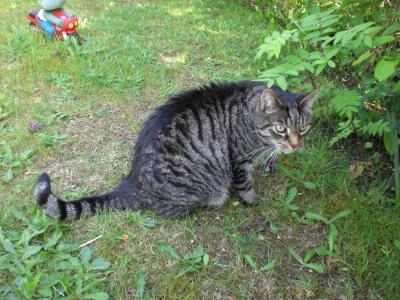 getigerte katze im gras