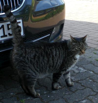 getigerte katze vor auto