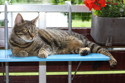 katze auf balkon