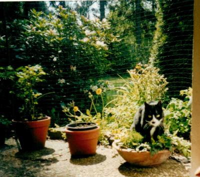 katze auf terrasse katzennetz