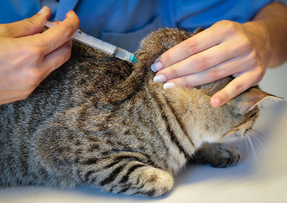 katze beim tierarzt spritze