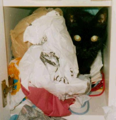 ängstliche katze im tuetenschrank