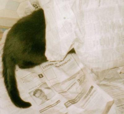 katze in zeitung