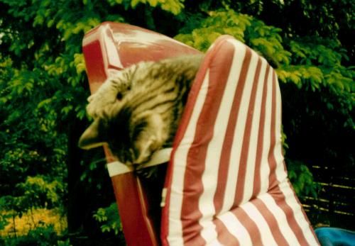 katzenbaby spielt hinter polster von gartenliege