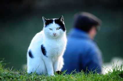 katze und partner mann