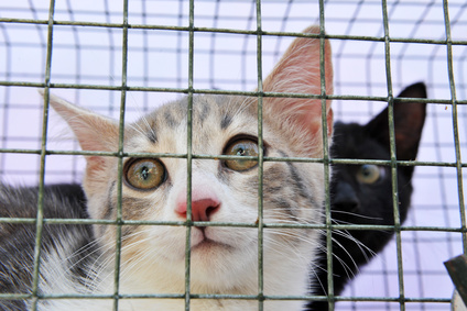 katzen hinter gittern im tierheim