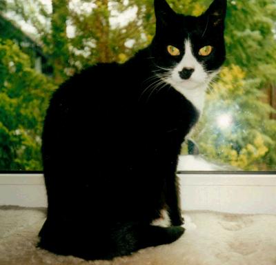 schwarz weisse katze am fenster