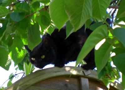 schwarze katze auf zaun unter baum