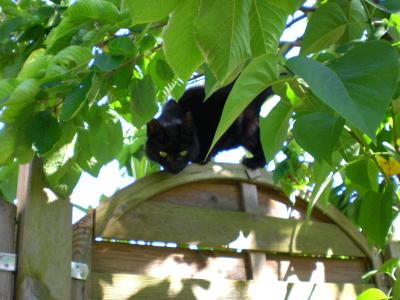 schwarze katze auf zaun unter baum