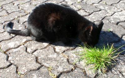 schwarze katze frisst draussen katzengras