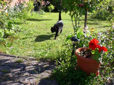 schwarze katze im garten