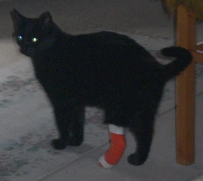 schwarze katze mit verband um pfote